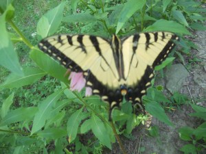 on wings of a butterfly a lifetime