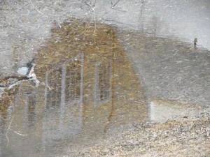 pausing... in the puddle the pig barn
