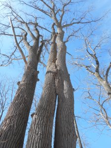 growing close a family of trees standing tall