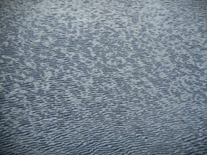 wind ruffles the surface of the pond now and then...