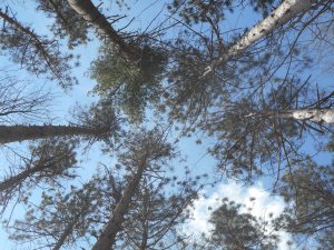 in the woods the wonders  of it all...