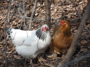 free range hunt and peck joys all day... 