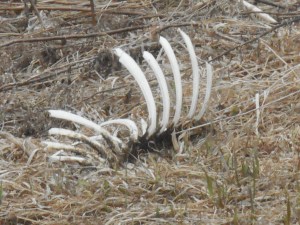 picked clean the end of a winter's hard times