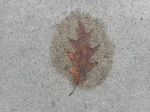  after the rain the sidewalk begins to dry around leaves holding their wetness