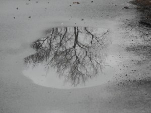 a small puddle holding a large tree top