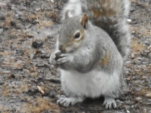 squirrel working on a nut decides to bury it