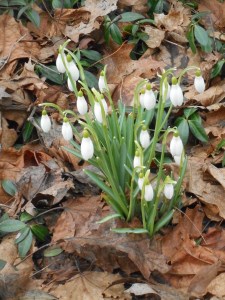 sure as spring the snowdrops push through leaves
