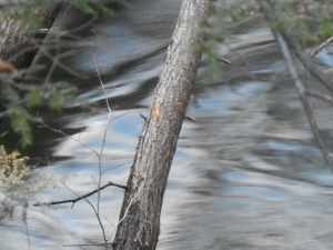 carrying a blur of blue sky , the stream enters a chute