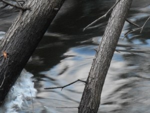bending blue in the swift water under a log