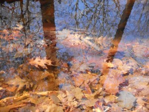 spring back water bringing back autumn colors