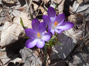through the mat of dead leaves new life