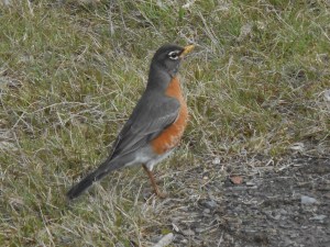 ready robin bounces across the lawn 