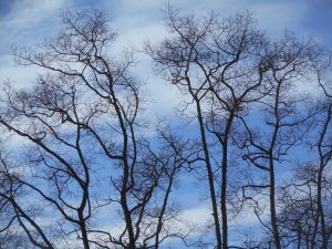  the trees behind the burned out watering hole