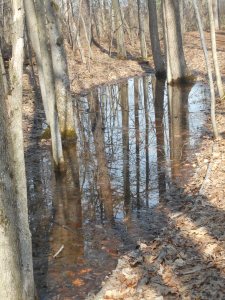 still water in the woods peace of mind 