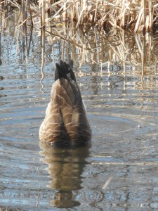 bottoms up a goose going under for feeding 