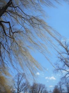  willow my shelter from the storm