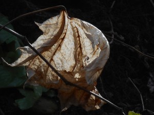 one leaf filled with light on the hill side
