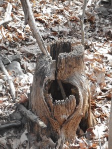 a little stump with a branch landed to stir the pot