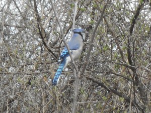 blue jay... my day spent without any scolding 