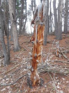 a red pine takes it's time to fall apart