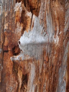 growth in layers... decay