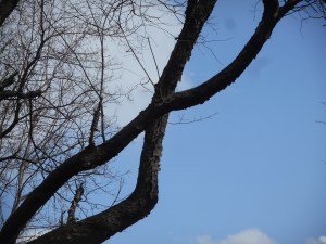 the nature  of good fortune in nature 