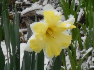 late spring snow on the blossoms already out...