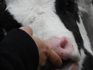 no upper  teeth to bite with yet