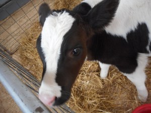 the life path of a calf on the way to being a cow