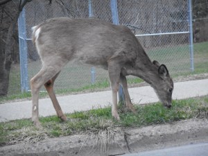 despite the development deer trails