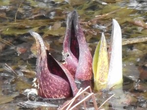 skunk cabbage opening in the woods back water