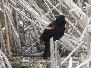 in mid call a red-winged blackbird in the cattails