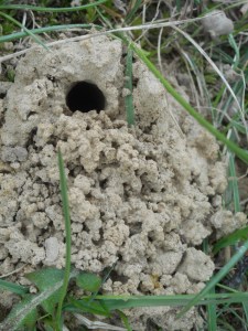 little miners working the soil for a  home