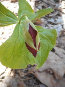 trillium getting ready to emerge