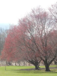 a blush  of red spring buds 
