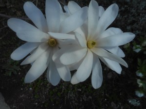 sugar magnolia... the star of blossom on the street