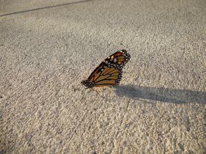 landed right beside myself