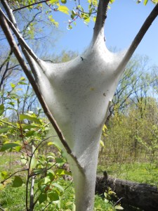 to think, my mother once set a nest on fire