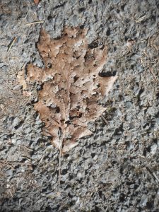 a long winter gone by and still here