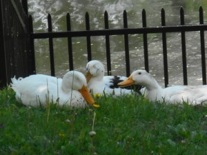 the lives we all live on the summer side...