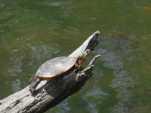 sunning the day away turtle time...