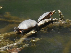 sunning  the day away turtle time...