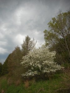 back yard the overcast contrasts nicely with  the colors