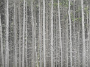 the closeness of the reach  for light...