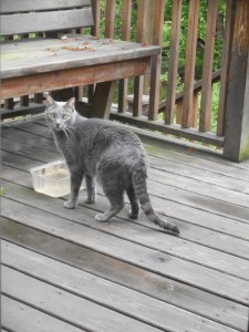 skittish but he musters up a brief outing on the deck