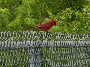 a cardinal engaged with a worm briefly... 