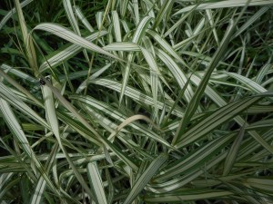 without a plan I start off on a walk just to see...