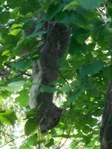 squirrel upside down in a slippery elm