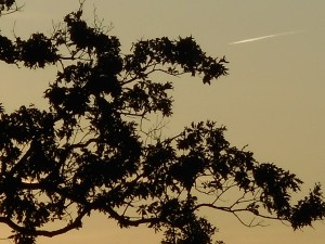 as it is nature as it is