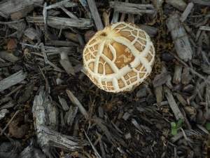  under the pine another creation  yin yang 